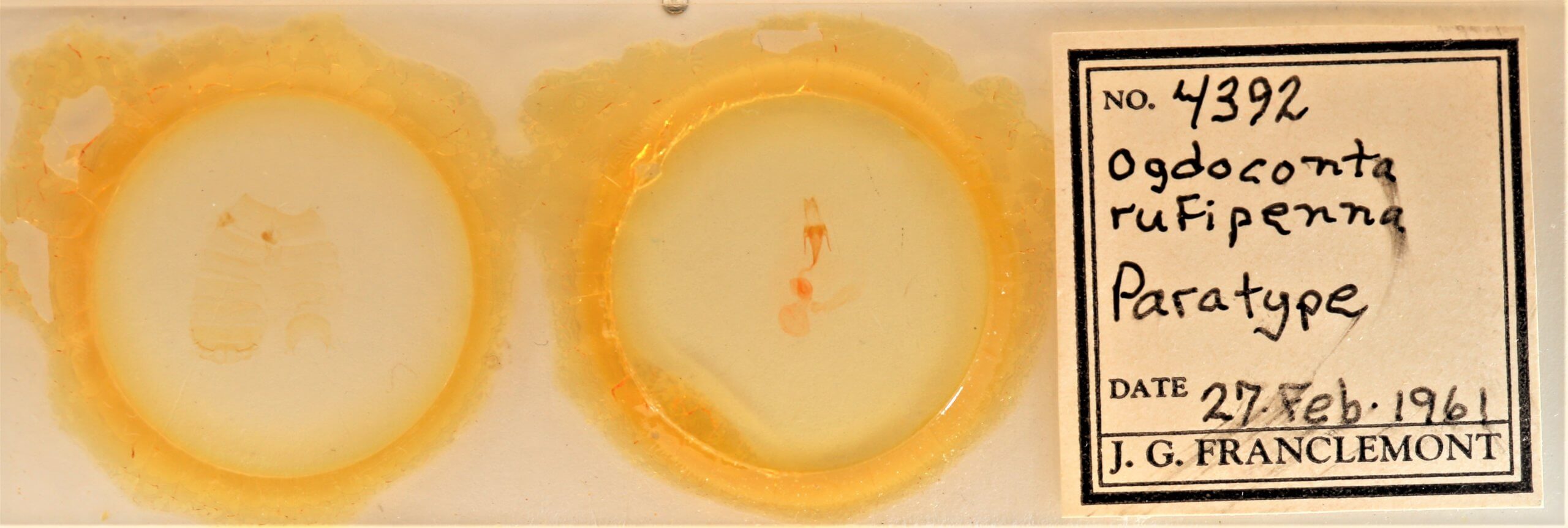 slide view of adult Ogdoconta rufipenna