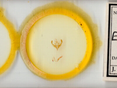 slide view of adult Bryolymnia semifascia