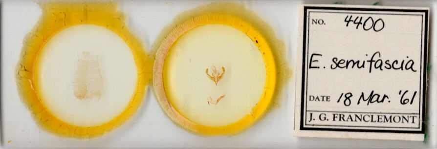 slide view of adult Bryolymnia semifascia