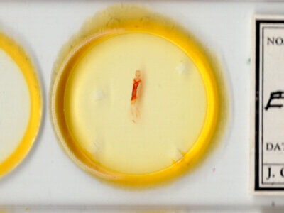 slide view of adult Bryolymnia semifascia