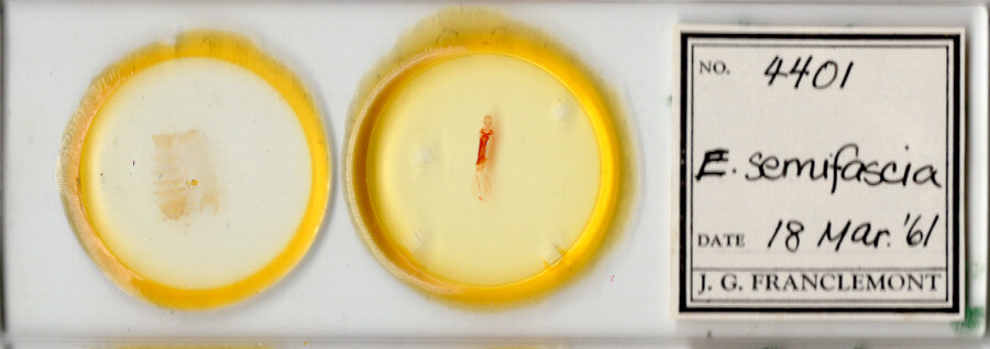 slide view of adult Bryolymnia semifascia