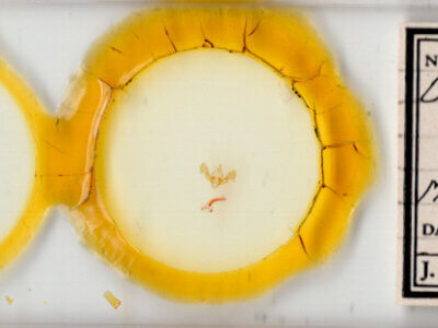 slide view of adult Neoligia surdirena