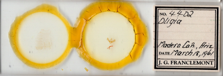 slide view of adult Neoligia surdirena