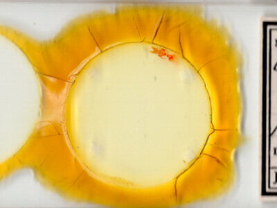 slide view of adult Neoligia surdirena