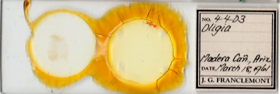 slide view of adult Neoligia surdirena