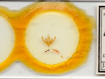 slide view of adult Bryolymnia viridimedia