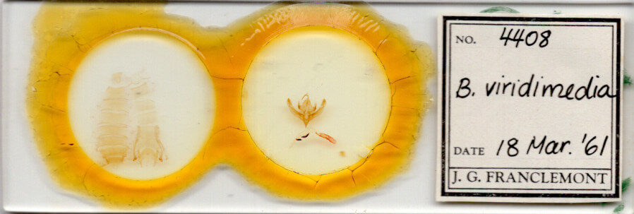 slide view of adult Bryolymnia viridimedia