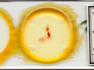 slide view of adult Bryolymnia viridimedia