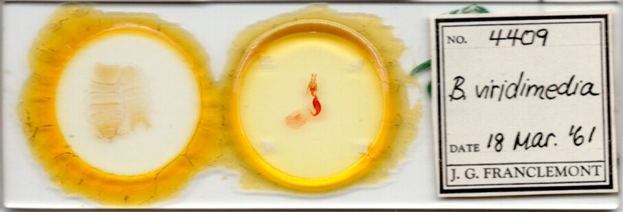 slide view of adult Bryolymnia viridimedia