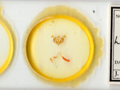 slide view of adult Lacinipolia basiplaga