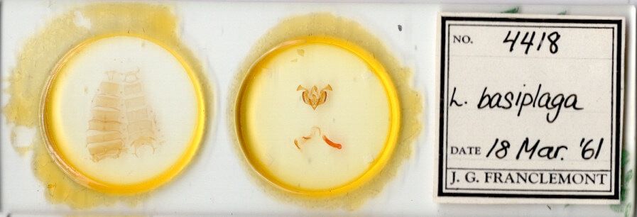 slide view of adult Lacinipolia basiplaga