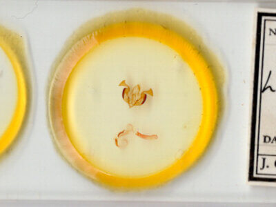 slide view of adult Lacinipolia basiplaga