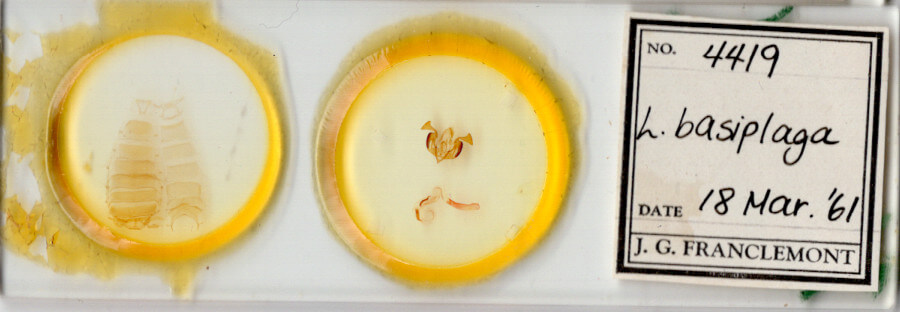 slide view of adult Lacinipolia basiplaga