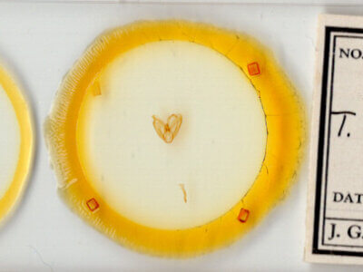 slide view of adult Toxonprucha clientis