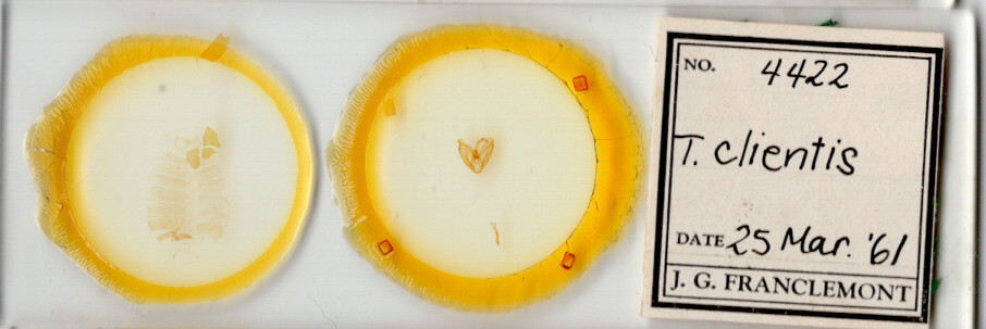 slide view of adult Toxonprucha clientis