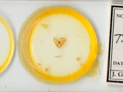 slide view of adult Toxonprucha clientis