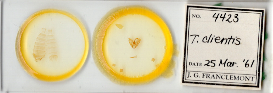 slide view of adult Toxonprucha clientis