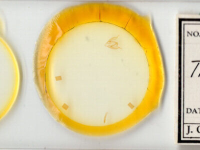 slide view of adult Toxonprucha pardalis