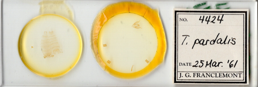 slide view of adult Toxonprucha pardalis