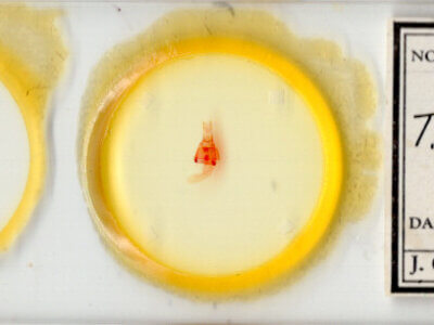 slide view of adult Toxonprucha pardalis