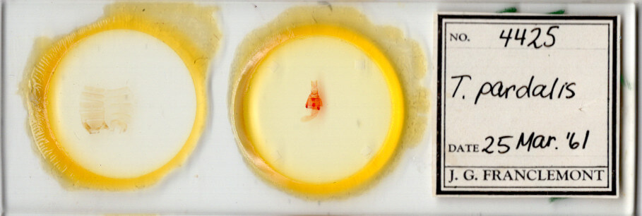 slide view of adult Toxonprucha pardalis