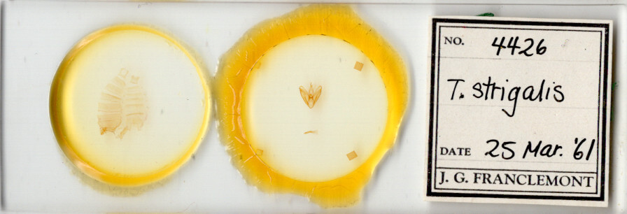 slide view of adult Toxonprucha strigalis