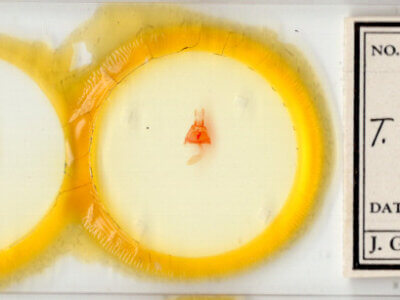 slide view of adult Toxonprucha strigalis