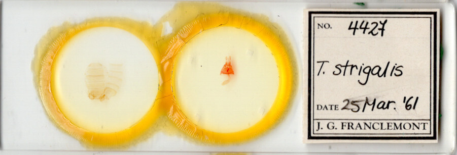 slide view of adult Toxonprucha strigalis