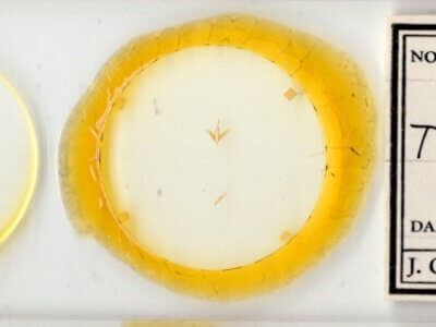 slide view of adult Toxonprucha crudelis