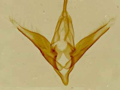 genitalia view of adult Toxonprucha crudelis