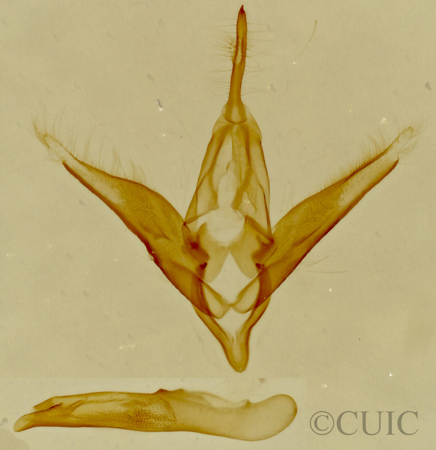 genitalia view of adult Toxonprucha crudelis