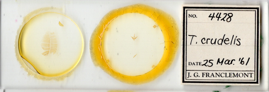 slide view of adult Toxonprucha crudelis