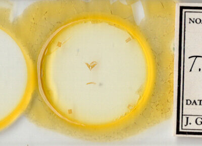 slide view of adult Toxonprucha crudelis