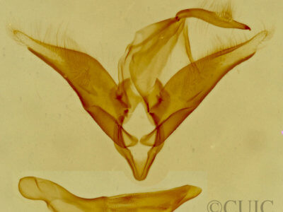 genitalia view of adult Toxonprucha crudelis