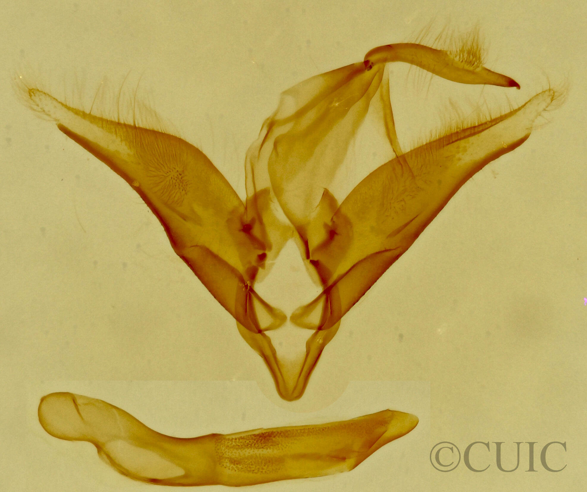 genitalia view of adult Toxonprucha crudelis