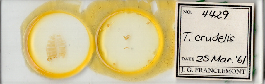 slide view of adult Toxonprucha crudelis