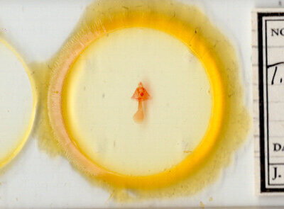 slide view of adult Toxonprucha crudelis