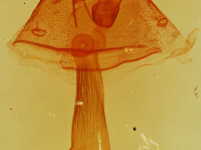 genitalia view of adult Toxonprucha crudelis