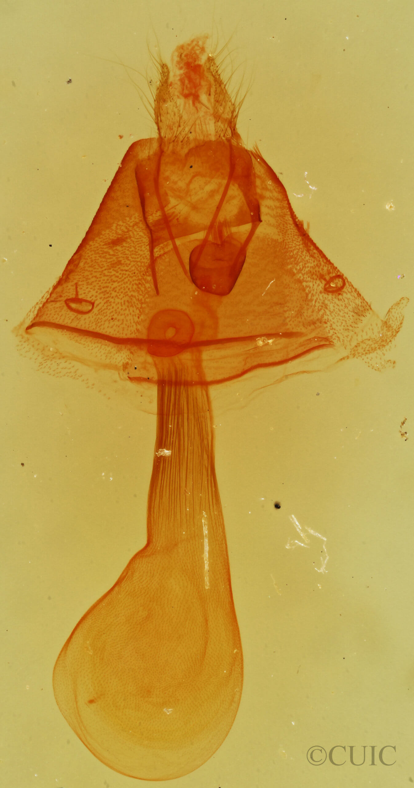 genitalia view of adult Toxonprucha crudelis