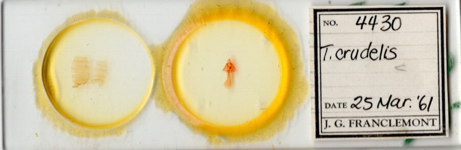 slide view of adult Toxonprucha crudelis