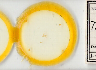 slide view of adult Toxonprucha repentis