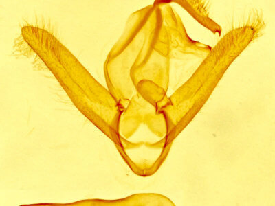 genitalia view of adult Toxonprucha repentis