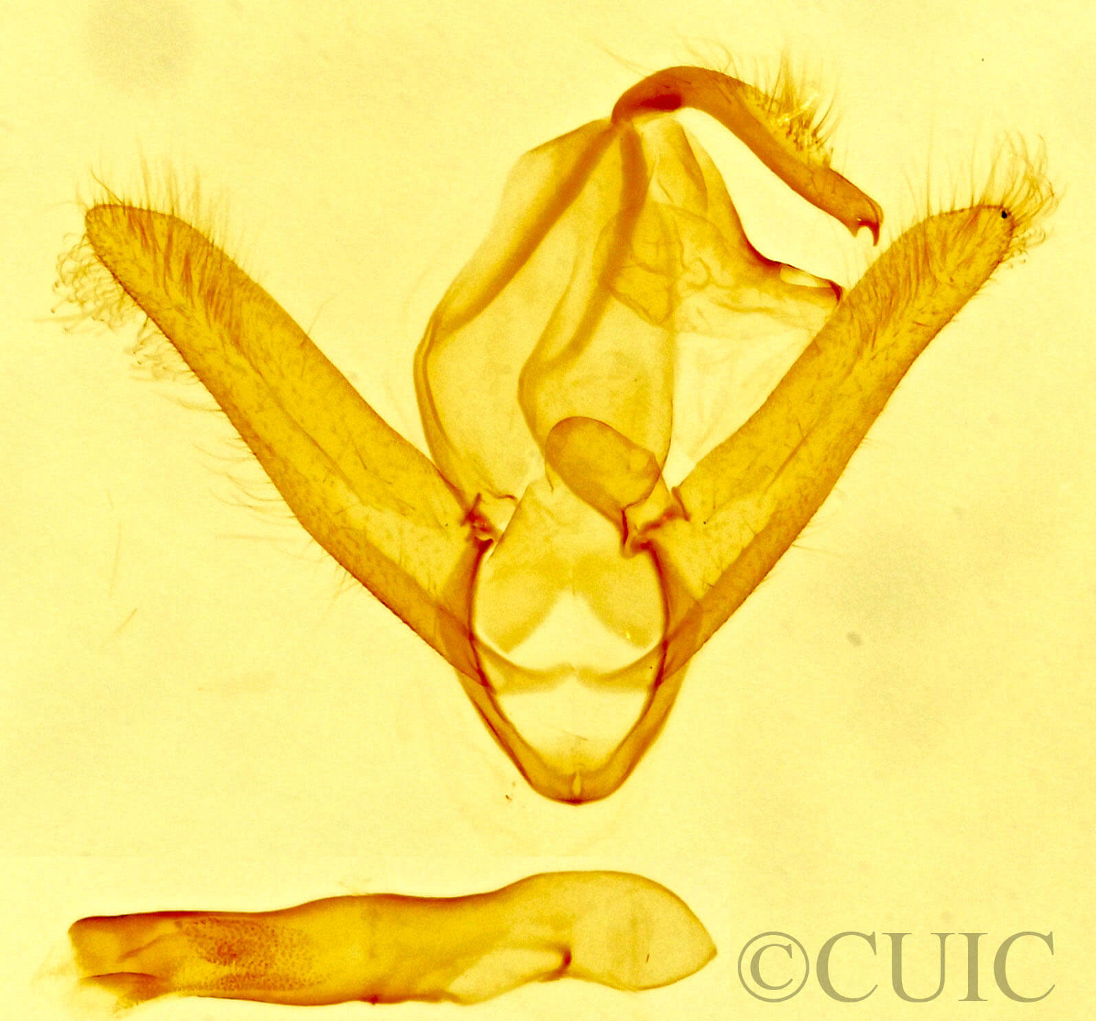 genitalia view of adult Toxonprucha repentis