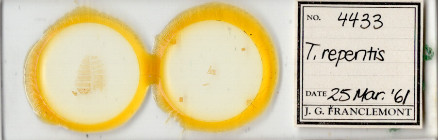 slide view of adult Toxonprucha repentis