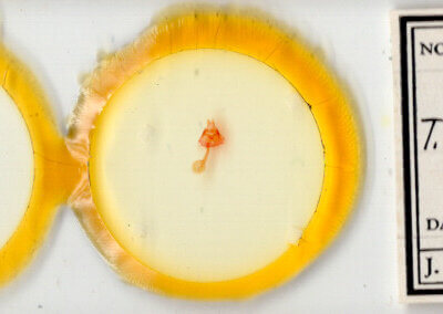 slide view of adult Toxonprucha repentis