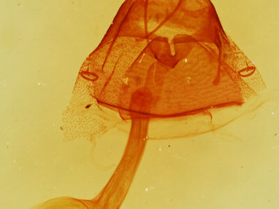 genitalia view of adult Toxonprucha repentis
