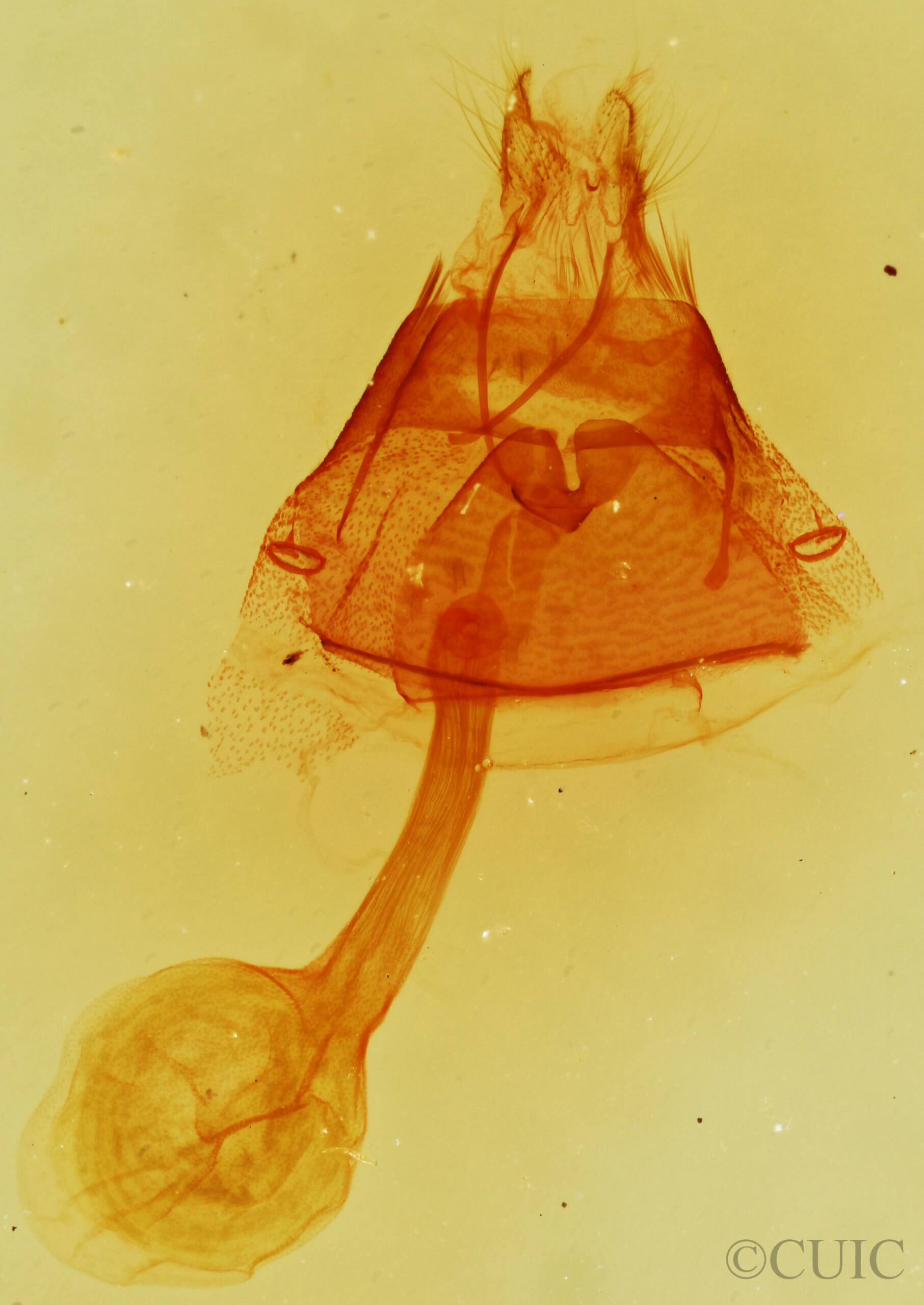 genitalia view of adult Toxonprucha repentis