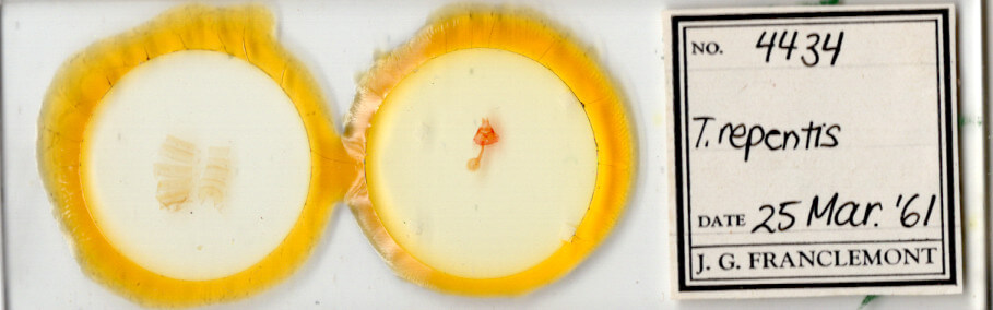 slide view of adult Toxonprucha repentis