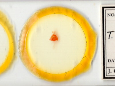 slide view of adult Toxonprucha clientis