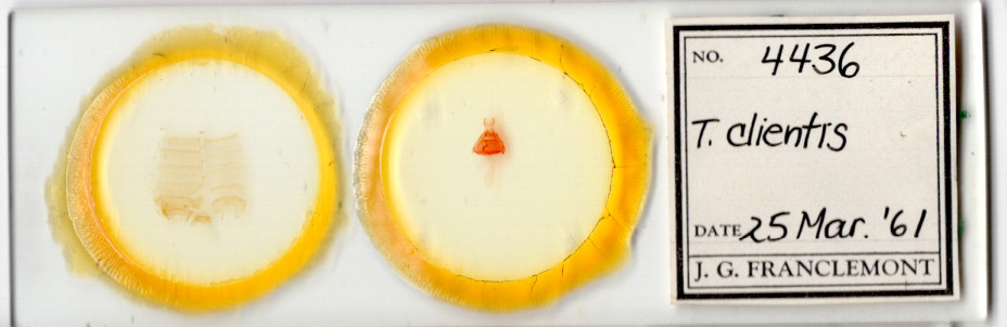 slide view of adult Toxonprucha clientis